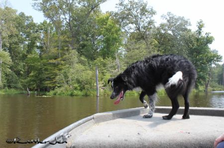 Search dog rocky on boat