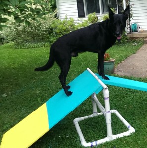 balancing dog